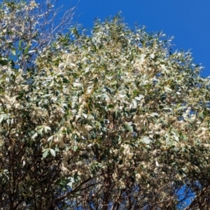 Eucalyptus globulus subsp. bicostata at suppressed by HelenCross