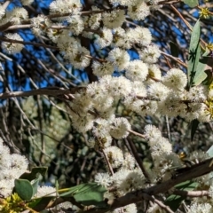 Eucalyptus stellulata at Kosciuszko National Park - 23 Feb 2024