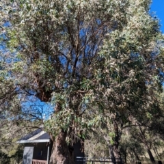 Eucalyptus stellulata at Kosciuszko National Park - 23 Feb 2024 08:37 AM