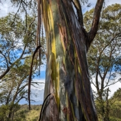 Eucalyptus stellulata at Kosciuszko National Park - 23 Feb 2024 08:37 AM