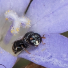 Hylaeus (Prosopisteron) species at Umbagong District Park - 24 Feb 2024 by kasiaaus