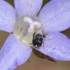 Hylaeus (Prosopisteron) species at Blue Devil Grassland, Umbagong Park (BDG) - 24 Feb 2024