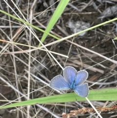 Zizina otis (Common Grass-Blue) at Breadalbane, NSW - 24 Feb 2024 by JaneR