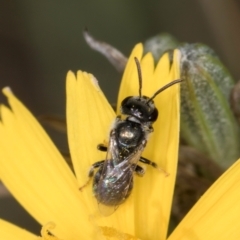 Lasioglossum (Chilalictus) lanarium (Halictid bee) at Umbagong District Park - 24 Feb 2024 by kasiaaus