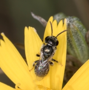 Lasioglossum (Chilalictus) lanarium at Blue Devil Grassland, Umbagong Park (BDG) - 24 Feb 2024