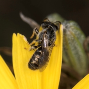 Lasioglossum (Chilalictus) lanarium at Latham, ACT - 24 Feb 2024