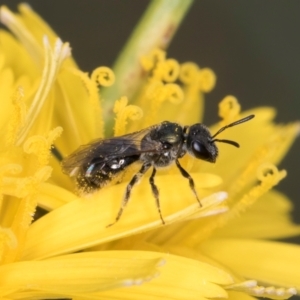 Lasioglossum (Homalictus) urbanum at Blue Devil Grassland, Umbagong Park (BDG) - 24 Feb 2024