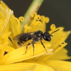 Lasioglossum (Homalictus) urbanum at Blue Devil Grassland, Umbagong Park (BDG) - 24 Feb 2024