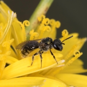 Lasioglossum (Homalictus) urbanum at Blue Devil Grassland, Umbagong Park (BDG) - 24 Feb 2024