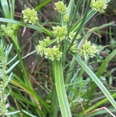 Cyperus eragrostis (Umbrella Sedge) at Breadalbane, NSW - 24 Feb 2024 by JaneR