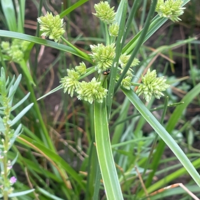 Cyperus eragrostis (Umbrella Sedge) at Breadalbane, NSW - 24 Feb 2024 by JaneR