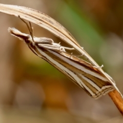 Hednota relatalis (A Crambid moth) at Hughes, ACT - 24 Feb 2024 by LisaH