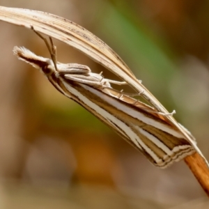 Hednota relatalis at Hughes Grassy Woodland - 24 Feb 2024