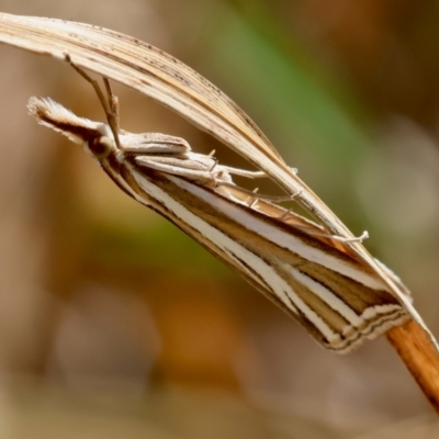 Hednota relatalis (A Crambid moth (Crambinae) at Red Hill to Yarralumla Creek - 24 Feb 2024 by LisaH