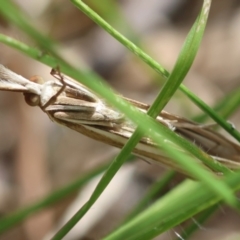 Hednota relatalis at Hughes Grassy Woodland - 24 Feb 2024