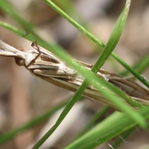 Hednota relatalis at Hughes Grassy Woodland - 24 Feb 2024