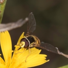 Simosyrphus grandicornis (Common hover fly) at Blue Devil Grassland, Umbagong Park (BDG) - 24 Feb 2024 by kasiaaus