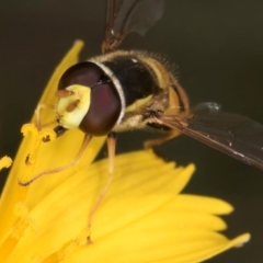 Simosyrphus grandicornis at Blue Devil Grassland, Umbagong Park (BDG) - 24 Feb 2024