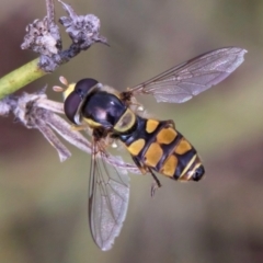 Simosyrphus grandicornis at Latham, ACT - 24 Feb 2024