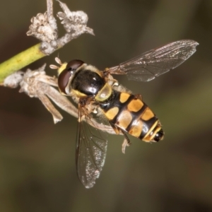 Simosyrphus grandicornis at Latham, ACT - 24 Feb 2024