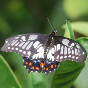 Papilio anactus at Hughes, ACT - suppressed