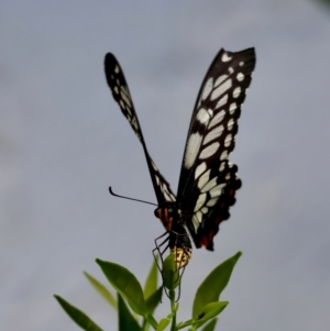 Papilio anactus at Hughes, ACT - suppressed