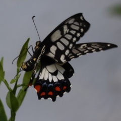 Papilio anactus at Hughes, ACT - suppressed