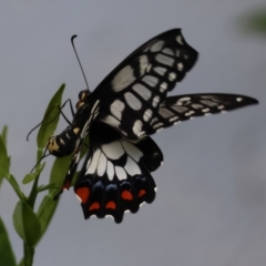 Papilio anactus at Hughes, ACT - 24 Feb 2024