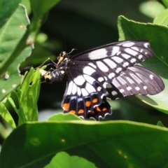 Papilio anactus at Hughes, ACT - 24 Feb 2024