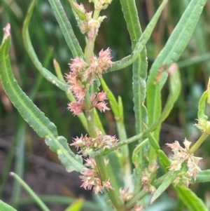 Rumex brownii at Breadalbane, NSW - 24 Feb 2024