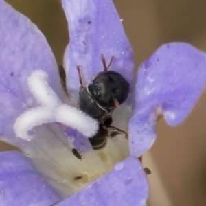 Hylaeus (Prosopisteron) species at Blue Devil Grassland, Umbagong Park (BDG) - 24 Feb 2024