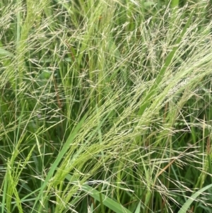 Lachnagrostis filiformis at Breadalbane, NSW - 24 Feb 2024