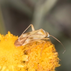 Miridae (family) at Latham, ACT - 24 Feb 2024 01:54 PM