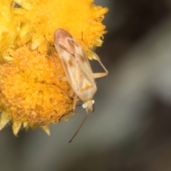 Miridae (family) at Latham, ACT - 24 Feb 2024