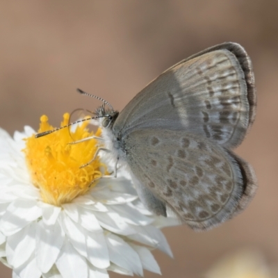 Zizina otis (Common Grass-Blue) at Latham, ACT - 24 Feb 2024 by kasiaaus