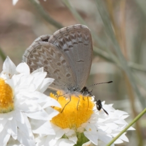 Zizina otis at Blue Devil Grassland, Umbagong Park (BDG) - 24 Feb 2024