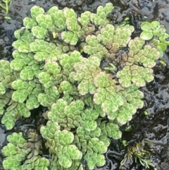 Azolla rubra (Red Water Fern) at Breadalbane, NSW - 24 Feb 2024 by JaneR