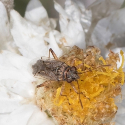 Nysius vinitor (Rutherglen bug) at Blue Devil Grassland, Umbagong Park (BDG) - 24 Feb 2024 by kasiaaus