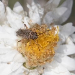 Nysius vinitor at Blue Devil Grassland, Umbagong Park (BDG) - 24 Feb 2024