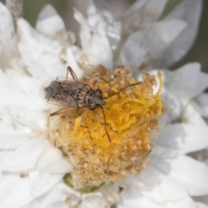 Nysius vinitor at Blue Devil Grassland, Umbagong Park (BDG) - 24 Feb 2024