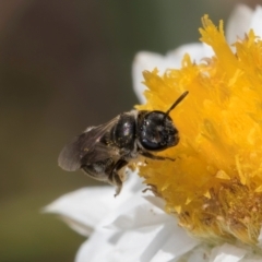 Lasioglossum (Chilalictus) sp. (genus & subgenus) at Blue Devil Grassland, Umbagong Park (BDG) - 24 Feb 2024