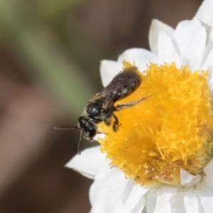 Lasioglossum (Chilalictus) sp. (genus & subgenus) at Blue Devil Grassland, Umbagong Park (BDG) - 24 Feb 2024