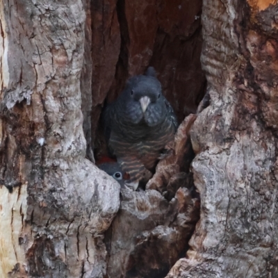 Callocephalon fimbriatum (Gang-gang Cockatoo) at Red Hill Nature Reserve - 24 Feb 2024 by LisaH