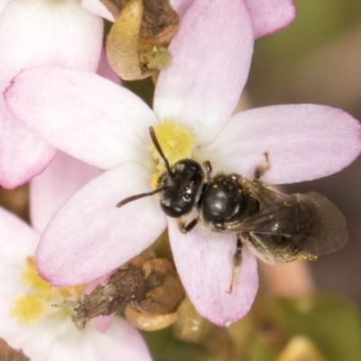 Lasioglossum sp. (genus) (Furrow Bee) at Blue Devil Grassland, Umbagong Park (BDG) - 24 Feb 2024 by kasiaaus
