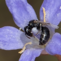 Hylaeus (Prosopisteron) sp. (genus & subgenus) (Masked Bee) at Blue Devil Grassland, Umbagong Park (BDG) - 24 Feb 2024 by kasiaaus