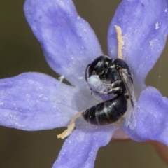 Hylaeus (Prosopisteron) sp. (genus & subgenus) at Latham, ACT - 24 Feb 2024