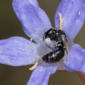 Hylaeus (Prosopisteron) sp. (genus & subgenus) at Blue Devil Grassland, Umbagong Park (BDG) - 24 Feb 2024