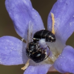 Hylaeus (Prosopisteron) sp. (genus & subgenus) at Latham, ACT - 24 Feb 2024