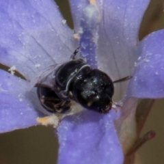 Hylaeus (Prosopisteron) sp. (genus & subgenus) at Blue Devil Grassland, Umbagong Park (BDG) - 24 Feb 2024