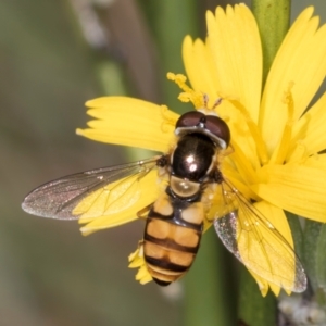 Simosyrphus grandicornis at Latham, ACT - 24 Feb 2024 02:05 PM